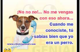 No No No No Me Vengas Con Eso Ahora Cuando Me Conociste Tu Sabias Bien Que Yo Era Un Perro Memes Pitbulls Dogs