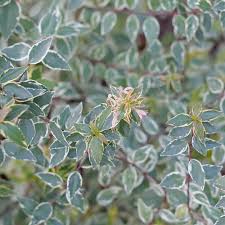 Image result for Mechowia grandiflora