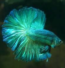 Pin De Juniorpastuchen Em Aquario De Ciclideos Peixes Exoticos Aquario De Ciclideos Peixes Bonitos