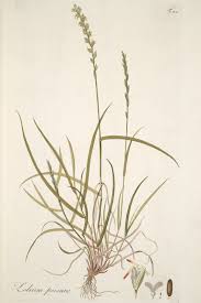 Image result for Lolium