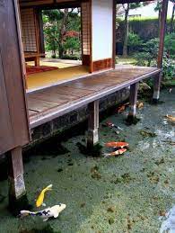 Selain mempercantik, dengan desain kolam ikan dalam rumah yang indah juga akan membuat nyaman, sejuk dan asri penghuni rumah. Rumah Minimalis Desain Rumah Panggung Diatas Kolam Ikan Facebook