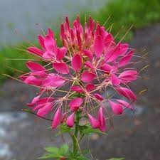 Pin On Flowers