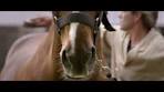 Explore the Cantharel - Van der Valk Hotel Apeldoorn Veluwe ... - YouTube