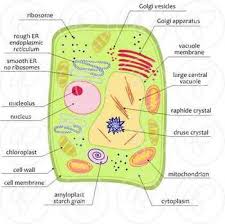 Help your students learn the parts of the plant cell with this handy plant cell diagram. Plant Cell Science Diagram Clipart By Poppydreamz Plant Cell Diagram Science Diagrams Plant Cell