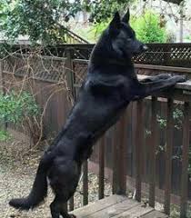 Maybe you would like to learn more about one of these? Lycan Shepherd Online Shopping