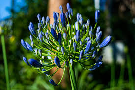 Satu dari banyak foto stok gratis yang menakjubkan dari pexels. Tumbuh Tumbuhan Hijau Alam Foto Gratis Di Pixabay