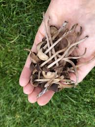Ein kräftiger rasen ist weniger anfällig für pilze. Pilze Im Rasen Die 5 Besten Tipps Gegen Pilzbefall Heimwerk24 De