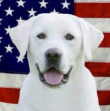 Professionally breeding akc registered labrador puppies for over 25 years. White Lab Puppies Top Dawgs Home