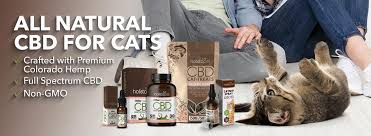Their pet line—and extension of diamond cbd for humans—includes cat food, treats, and cbd oil. Cbd For Cats Cbd Oil For Cats 1 Recommended By Veterinarians