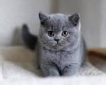 British Shorthair Kittens For Sale In Virginia