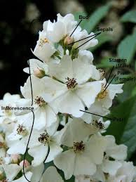 This is the first step in a. Parts Of A Flower A Diagram That Plant Geek