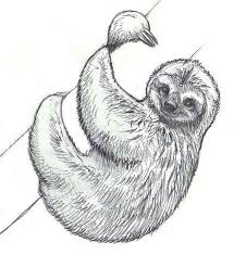 Realistic Drawing Of Sloth Coloring Page Realistic Drawings Animal Drawings Sketches Sloth Drawing