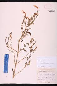 Image result for Dicliptera monroi