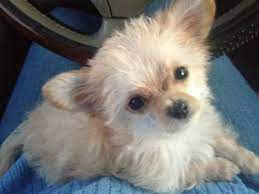 21 Unreal Poodle Cross Breeds You Have To See To Believe Poodle Mix Dogs Chihuahua Poodle Mix Poodle Cross Breeds