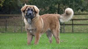 5 Dog Breeds Whose Names Reveal Their European Origins Culture Arts Music And Lifestyle Reporting From Germany Dw 02 10 2018