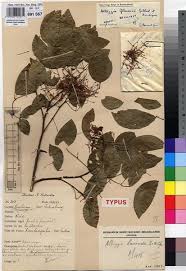 Image result for Albizia grandibracteata