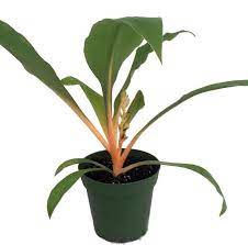 Orange Mandarin Spider Plant Chlorophytum Easy To Grow Live Plant 4 Pot Hirt S Gardens Spider Plants Plants Live Plants