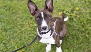 Suivez nos conseils pour stopper rapidement les aboiements ! Vivre Avec Un Chien Qui N Aboie Pas Est Ce Normal