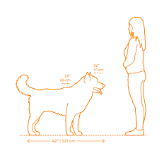 alaskan malamute dimensions drawings dimensions guide