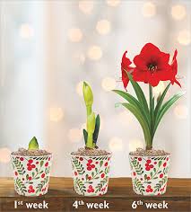 Water when the top surface of the soil feels dry. Amaryllis Care Guide Breck S Gifts