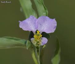 Image result for Commelina albescens