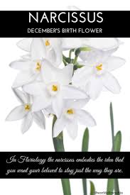 Narcissus December Birth Flower Some Months Have More Than One Flower December Birth Flower Birth Month Flowers Birth Flowers