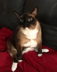 Felt Cute Might Delete Later Idk Cat Cats Catsofinstagram Cats Of Instagram Catstagram Catlovers Siamesecat Siamese Siamesekit Cat Food Cats Animals