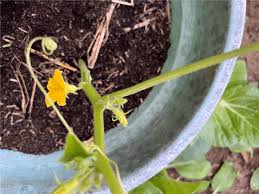 Image result for how to self pollinate cucumbers