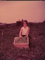 Barbara Ann Jarrell Picking Peas 1306 000 000 0099t From The Delaware Economic Barbara Ann Economic Development Delaware