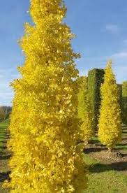 Goldspire® ginkgo is a deciduous tree with a strong central leader and a narrowly upright and columnar growth habit. Goldspire Ginkgo Garden Ideas For Small Yards Outdoor Landscaping Landscape Solutions