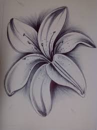 Pin By Drvibha Babbar On Sketches Pencil Drawings Of Flowers Lilies Drawing Flower Drawing