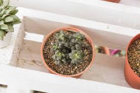 Image result for Anacampseros subnuda