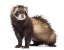 List Of All Ferret Breeds Ferret Colors Types And Patterns