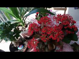 Image result for Kalanchoe hametiorum