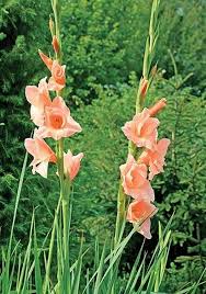 Image result for Gladiolus pusillus