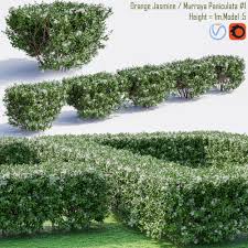 It is distributed in asia, australia, and the pacific islands. Orange Jasmine Murraya Paniculata 1 3d Cgtrader
