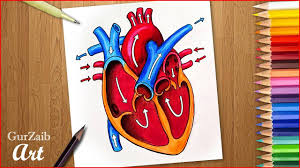 Draw the outline of the heart through the guide lines: How To Draw Human Heart Diagram Drawing Heart Anatomy Drawing With Color Easy Step By Step Youtube