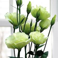 Image result for eustoma Balboa