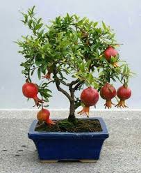 Pin On Bonsai
