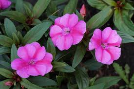 Image result for Impatiens lutzmanniae
