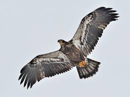 2:10 crees manu 54 334 просмотра. Bald Eagle Identification All About Birds Cornell Lab Of Ornithology