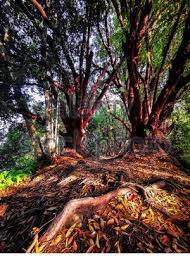 List of postcode in jerantut, pahang. Hiking Trail Bukit Buloh Aka The Red Forest Nestled Near Small Town Of Jerantut Pahang Malaysia Stock Photo Alamy