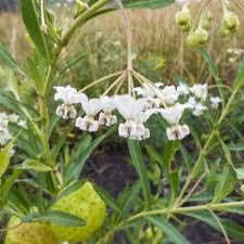 Image result for Gomphocarpus physocarpus