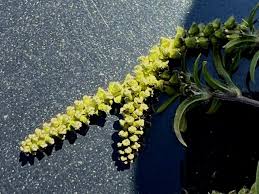 Image result for Acalypha psilostachya