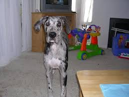 Pet quality danes, over 30 years experience with. Great Dane Dog Shipping Rates Services