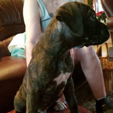 Boxer puppies usually available year round. Adopt A Boxer Puppy Near New York Ny Get Your Pet