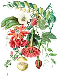 Image result for Passifloraceae