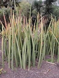 Image result for Asparagaceae