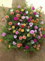 Cara mudah membuat bonsai krokot hai semuanya di video kali ini saya mau kasih tutorial cara membuat bonsai dari bunga. 18 Ide Bungga Krokot Bunga Kebun Tanaman