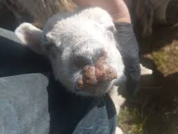 Orf 1 mediathek live, orf1 mediathek filme, orf1 formel 1 live und noch viele deutsche tv sender können sie nur auf diese webseite anschauen und. Orf Virus In Sheep Prevention Treatment In Lambs Sheep Agrismart